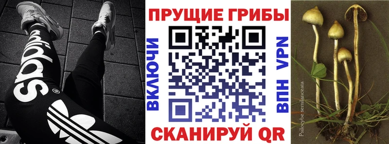 Псилоцибиновые грибы Psilocybine cubensis  Ува 